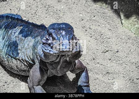 Cammina nella giungla del drago di Komodo Singapore. Luogo delle riprese: Singapore Foto Stock