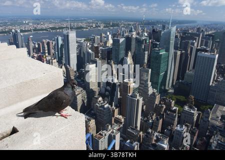 Pigeon sull'Empire State Building, New York, USA, Nord America Foto Stock