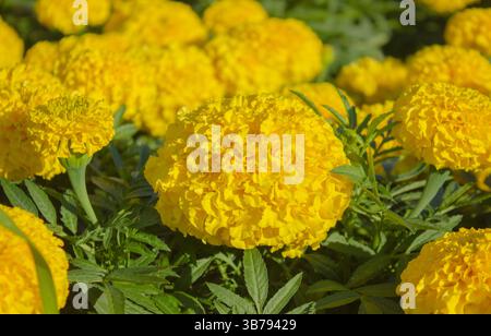Primo piano del fiore Marigold giallo brillante nel giardino. I Marigolds gialli brillanti fioriscono alla luce del sole. Sfondo naturale brillante. Foto Stock