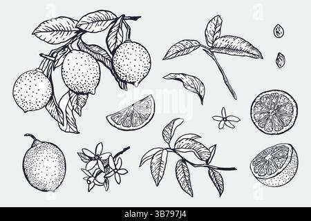Limoni in stile grafico. Frutta e fette intere, fiori, foglie, ramoscello. Schizzo con inchiostro nero. Illustrazione vettoriale disegnata a mano. Cibo e cosmetici Illustrazione Vettoriale