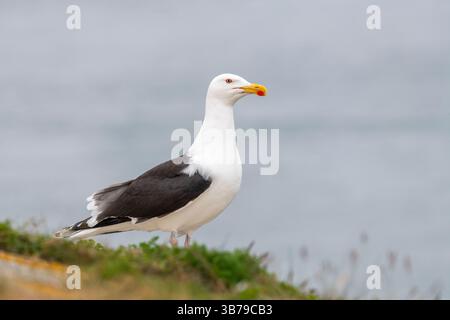 Ottimo gabbiano dalla parte nera - larus marinus - Dalkey Island, Island Foto Stock