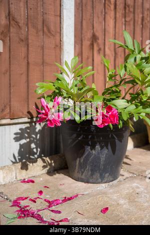 Fiore di peonia rossa sbiadita in una pentola, con quasi nessun petalo in giardino. Foto Stock