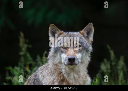 Lupo europeo, Canis lupus, ritratto, estate, Schleswig-Holstein, Germania Foto Stock