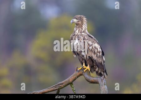 Aquila dalla coda bianca, Haliaeetus albicilla, giovane uccello nella brughiera, Smaland, Svezia Foto Stock