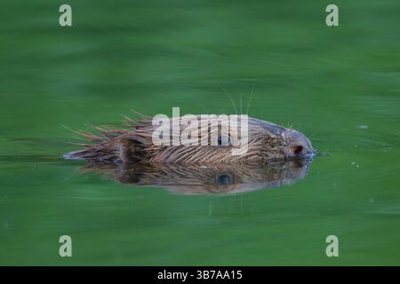 Castoro europeo, fibra di castoro, nuoto di castoro, valle dell'Elba, bassa Sassonia, Germania Foto Stock