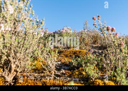 Piccole piante, timo selvatico e fiori selvatici che ricoprono il terreno nella zona di Bannockburn Sluicing, al di fuori di Cromwell e nel paesaggio alterato South Island, Foto Stock