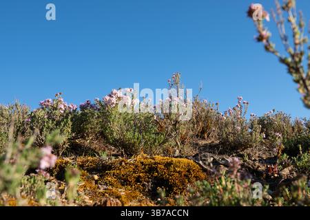 Piccole piante, timo selvatico e fiori selvatici che ricoprono il terreno nella zona di Bannockburn Sluicing, al di fuori di Cromwell e nel paesaggio alterato South Island, Foto Stock