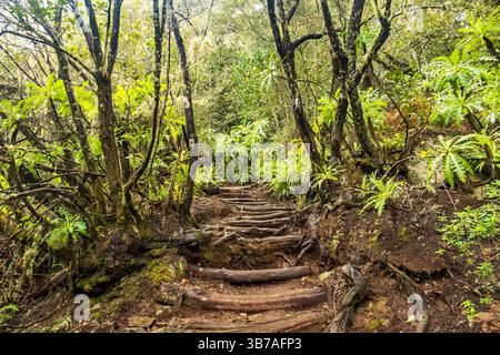 Sentiero escursionistico attraverso la misteriosa foresta di El Cedro, il Parco Nazionale di Garajonay, la Gomera, Isole Canarie, Europa. Foto Stock