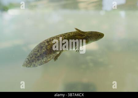 Video ravvicinato di rari axolotli messicani (Ambystoma mexicanum) che nuotano sott'acqua, Xochimilco, città del Messico Foto Stock