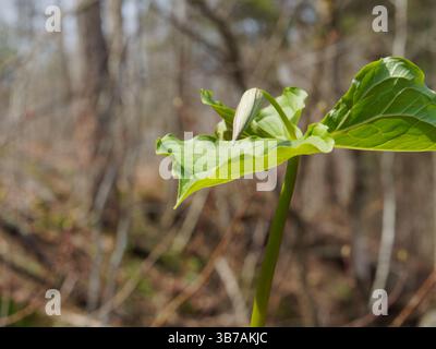 Primo piano di una pianta rossa che cresce nella foresta Foto Stock