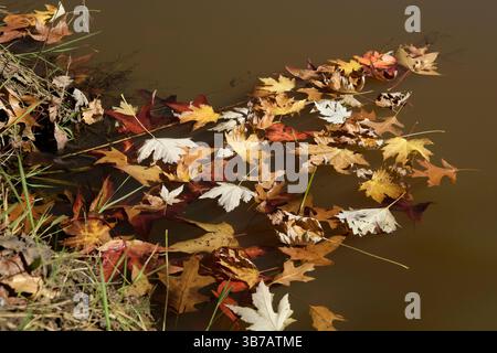 Natura morta di foglie autunnali colorate sull'acqua, illustrazione, processo biologico naturale, bellezza in natura Foto Stock