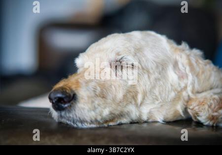 Un ritratto di un cane Labradoodle beige dai capelli lisci e carino, sdraiato sul pavimento e che piange Foto Stock
