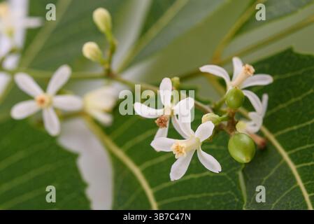 Neem fiori foglie e frutta Foto Stock