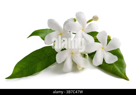 Fiori di ruota isolata su sfondo bianco Foto Stock