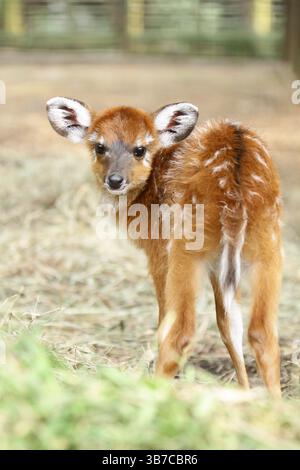ritratto di una piccola sitatunga Foto Stock