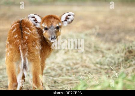 ritratto di una piccola sitatunga Foto Stock