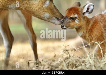 ritratto di una piccola sitatunga Foto Stock