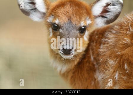 ritratto di una piccola sitatunga Foto Stock