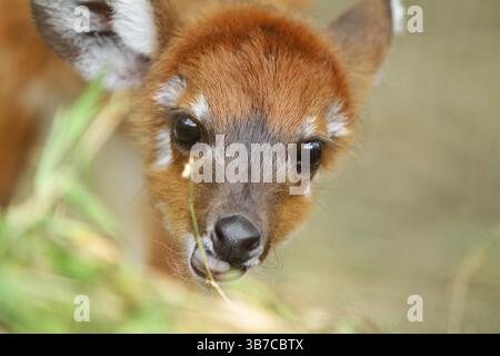 ritratto di una piccola sitatunga Foto Stock