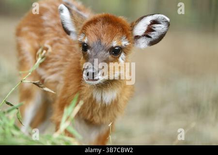 ritratto di una piccola sitatunga Foto Stock