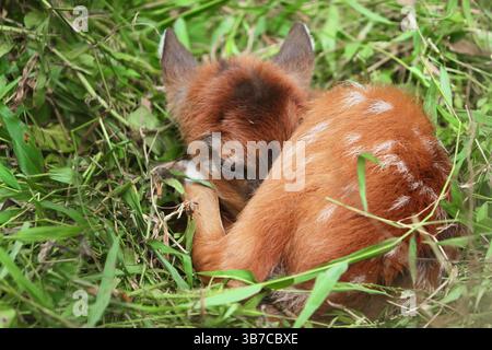 ritratto di una piccola sitatunga Foto Stock