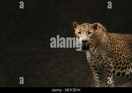 un leopardo che oziava durante il giorno Foto Stock