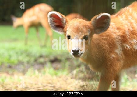 ritratto di una piccola sitatunga Foto Stock