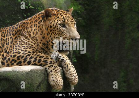 un leopardo che oziava durante il giorno Foto Stock