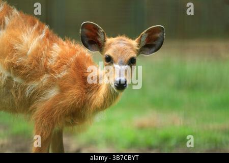 ritratto di una piccola sitatunga Foto Stock