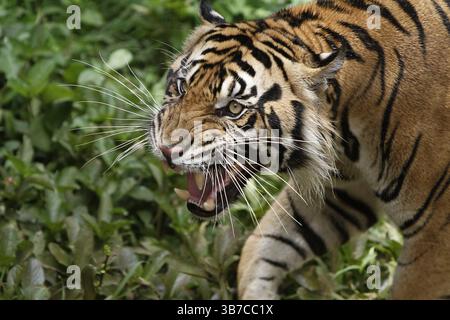 comportamento di un grosso gatto durante il giorno Foto Stock