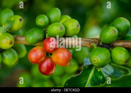 Ciliegie di caffè che crescono in una piccola piantagione di caffè in Colombia. Le ciliegie contengono i chicchi di caffè, che sono i semi. Foto Stock