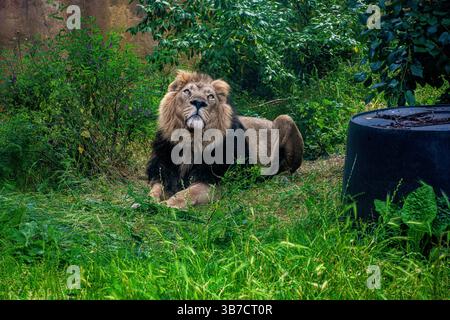 Grande leone che riposa nell'erba Foto Stock