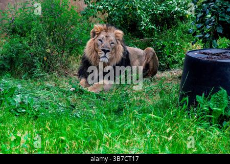 Grande leone che riposa nell'erba Foto Stock