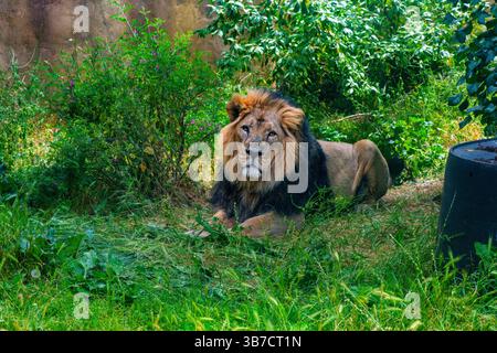 Grande leone che riposa nell'erba Foto Stock