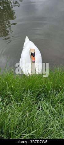 Rilassato Swan UK. Un grazioso cigno bianco che scivola lungo un tranquillo fiume britannico, circondato da verdi cespugli lungo il fiume in una giornata tranquilla Foto Stock