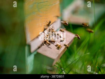 Le api mellifere volano verso l'alveare Foto Stock