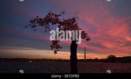 18 marzo 2024, Washington, DC, USA: Un amato albero in fiore di ciliegio chiamato â€˜Stumpyâ€™ fiorirà per l'ultima volta, dato che i fiori raggiungeranno il picco di fioritura il 18 marzo 2023 presso il bacino delle maree di Washington DC. I visitatori si sentono tristemente dire addio mentre passano accanto all'albero caro...circa 160 alberi iconici saranno rimossi dal National Park Service durante le riparazioni su dighe deteriorate dall'innalzamento del livello del mare a causa dei cambiamenti climatici che hanno portato a radici sommerse da inondazioni che interrompono il flusso di ossigeno. La costruzione potrebbe richiedere 3 anni e verranno piantati nuovi alberi. (Credito IM Foto Stock