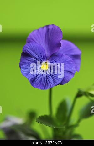 Fiore di pansia nel giardino (Viola wittrockiana) Foto Stock