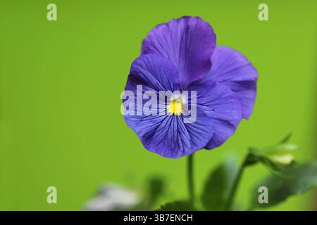 Fiore di pansia nel giardino (Viola wittrockiana) Foto Stock