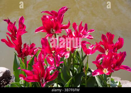 Tulip bambole Minuetto Foto Stock