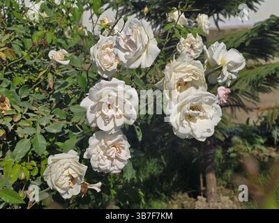 Gruppo di eleganti rose bianche in una bellezza naturale Foto Stock