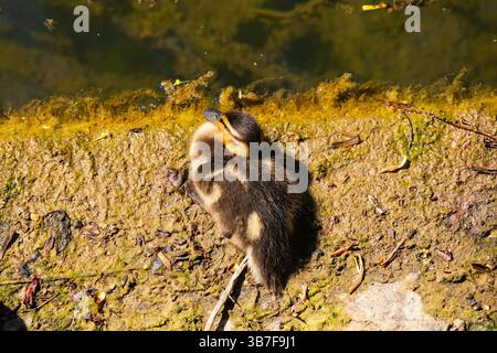 Anatroccolo piccolo, anas platyrhynchos, pulcino che riposa sul lato del fiume. Foto Stock