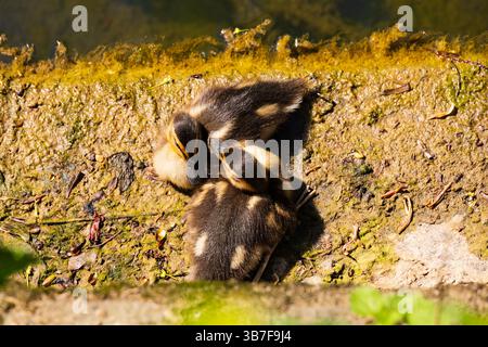 Due anatroccoli per bambini piccoli, anas platyrhynchos, pulcino che riposa sul lato del fiume. Foto Stock