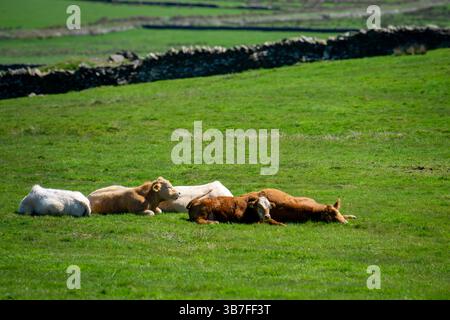 Tipica scena rurale irlandese con mucche in Un campo nella contea di Clare in Irlanda sotto cieli azzurri Foto Stock
