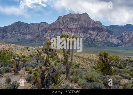 Joshua Trees si trova contro una scarpata a banda nel Rainbow Mountain Wilderness, dal Red Rock Canyon Overlook, Red Rock National Co Foto Stock