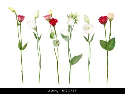 Fiori bianchi e rossi steli del fiore lisianthus Foto Stock