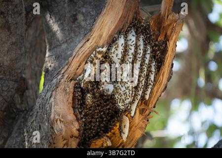 Nido di api mellifere selvatiche, alveare esposto ad un albero nel Parco Nazionale Luangwa del Sud, Zambia, Africa Foto Stock