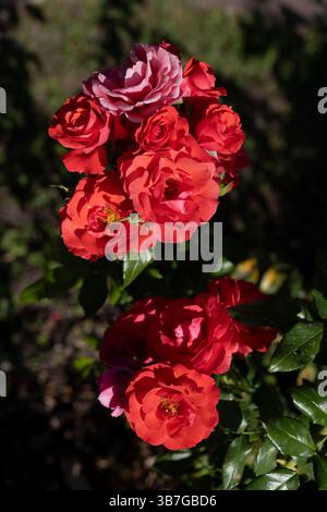 Rose rosse in fiore, Rosa L. Cherry Girl in fiore in agosto, pianta in fiore nella famiglia delle Rosaceae. Foto Stock