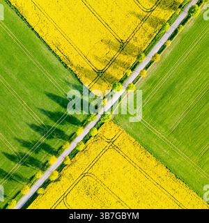 Una distesa di fiori di colza giallo brillante contrasta con la lussureggiante erba verde in un paesaggio primaverile. I campi sono divisi da una strada tortuosa che mostra la bellezza rurale dall'alto. Foto Stock
