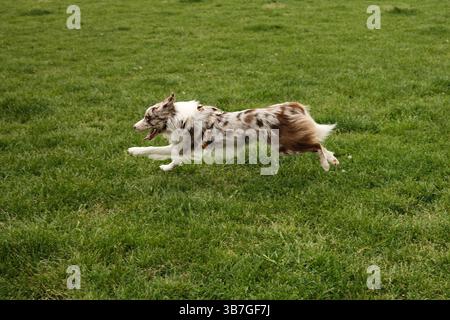 Red merle Border Collie in una corsa a metà strada in un campo verdeggiante, con orecchie armeggiate e lolling della lingua, imbrattate e piene di energia spensierata Foto Stock